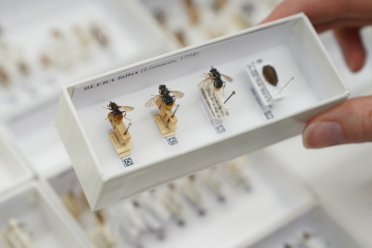 DiSSCo first specimen hoverfly digitisation at the National Museums Collection Centre credit Stewart Attwood