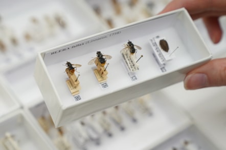 DiSSCo first specimen hoverfly digitisation at the National Museums Collection Centre credit Stewart Attwood