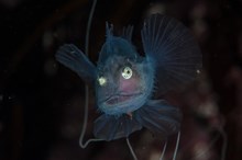 A juvenile angler fish in a sea cave - (C) SNH/George Stoyle - one off use: A juvenile angler fish in a sea cave - (C) SNH/George Stoyle - one off use