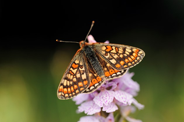 Celebrating success at Scotland’s National Nature Reserves: Marsh fritillary butterfly ©Lorne Gill/NatureScot