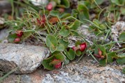 Dwarf Willow on Y Garn - Ben Porter (4)