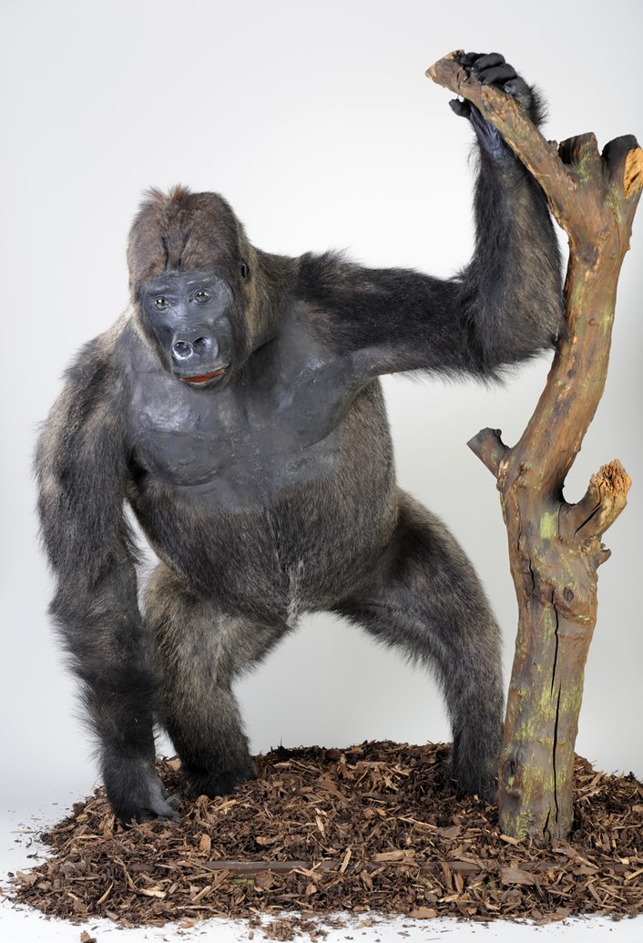 Leeds Museums and Galleries object of the week- Mok, the western lowland gorilla: c-1938-40-1-4079-i6.jpg