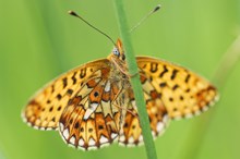 Pearl-bordered fritillary butterfly: Pearl-bordered fritillary butterfly ©Lorne Gill/NatureScot.