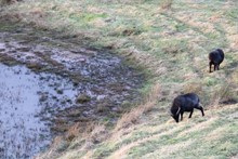 Hebridean sheep by a natterjack pond at Caerlaverock - image credit Wildfowl and Wetlands Trust