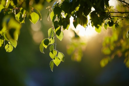 leaves picture