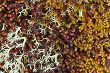 Lichen and liverwort. Credit: NatureScot/Lorne Gill