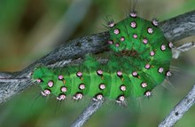 Emperor Moth caterpillar ©Laurie Campbell SNH