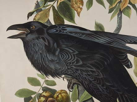 Detail of a print depicting a Raven from Birds of America, by John James Audubon. Image © National Museums Scotland