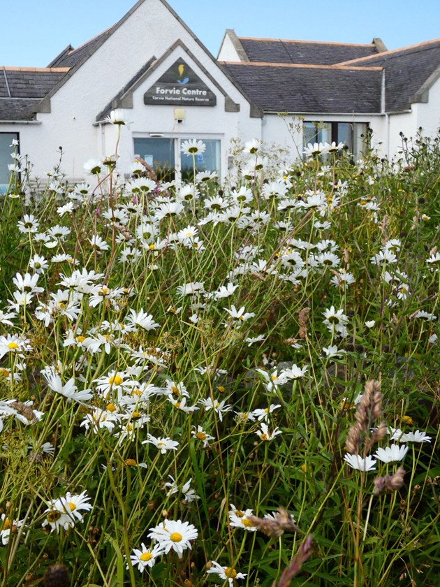 Forvie NNR wildflower meadow - credit SNH-3