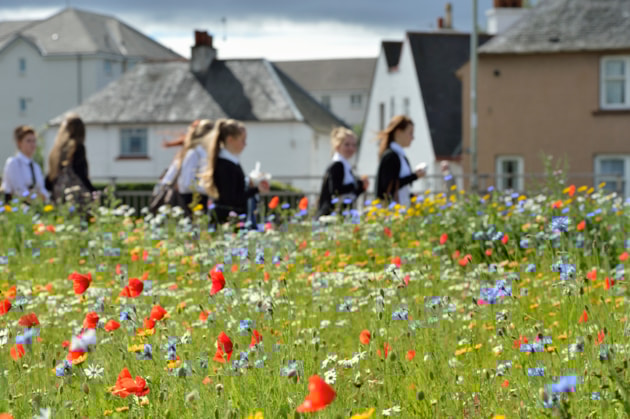 Wildflowers growing in a built up area, Perth. ©Lorne GillNatureScot