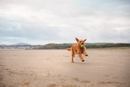 Beach dog at Greenacres