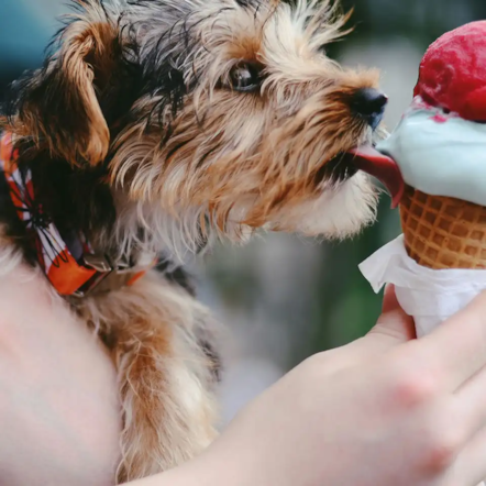 Dog eating icecream