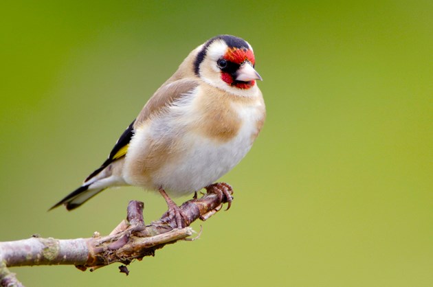 Goldfinch. Credit: NatureScot/Lorne Gill