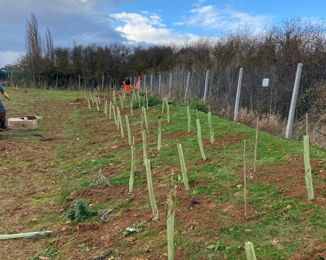 Trees planted in Finedon