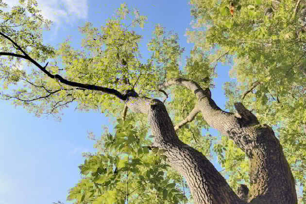 AshTrees-D26 JPG Original Image m17663