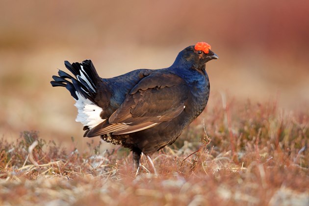 Nature fund awards £5m to tackle biodiversity loss and climate change: Black grouse - Creag Meagaidh NNR - copyright NatureScot-Rory Richardson