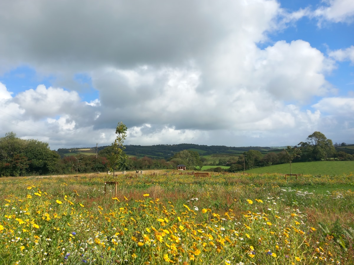 Memorial Meadow 2