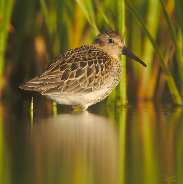 Dunlin at Forvie NNR - copyright Ron Macdonald - for one-time use only-2