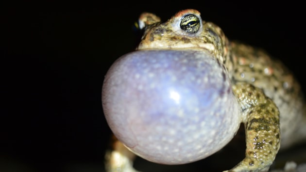 Have you heard this toad?: Male natterjack Chris Dresh