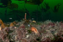 A flame shell on a bed with red seaweeds and kelp in Loch Carron - credit Rob Cook: A flame shell on a bed with red seaweeds and kelp in Loch Carron - credit Rob Cook