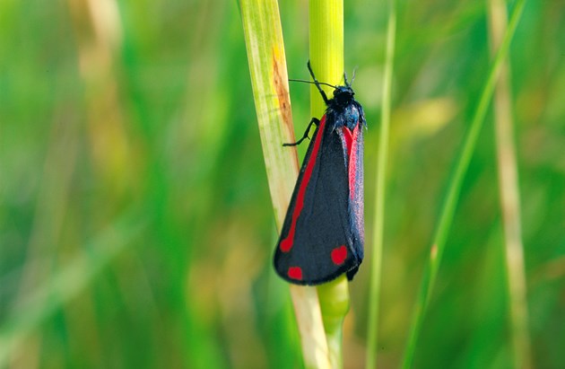 Cinnabar moth © Lorne Gill/NatureScot
