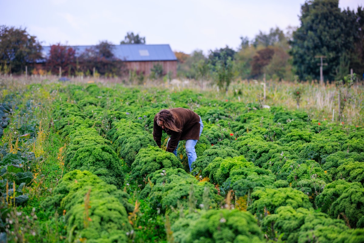 FarmED kitchen garden