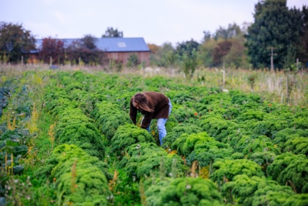 FarmED kitchen garden