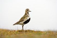 Golden plover ©Lorne Gill/NatureScot