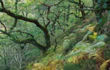 Oak woodland at NatureScot's Taynish National Nature Reserve ©Lorne Gill