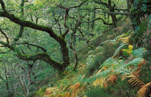 Oak woodland at NatureScot's Taynish National Nature Reserve ©Lorne Gill
