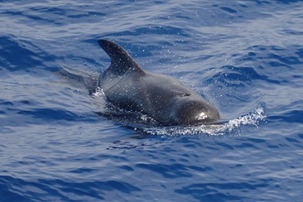 Short-finned pilot whale. Copyright Georg Hantke