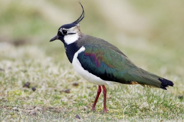 Lapwing  - (C) SNH/Lorne Gill: Available for one-off use