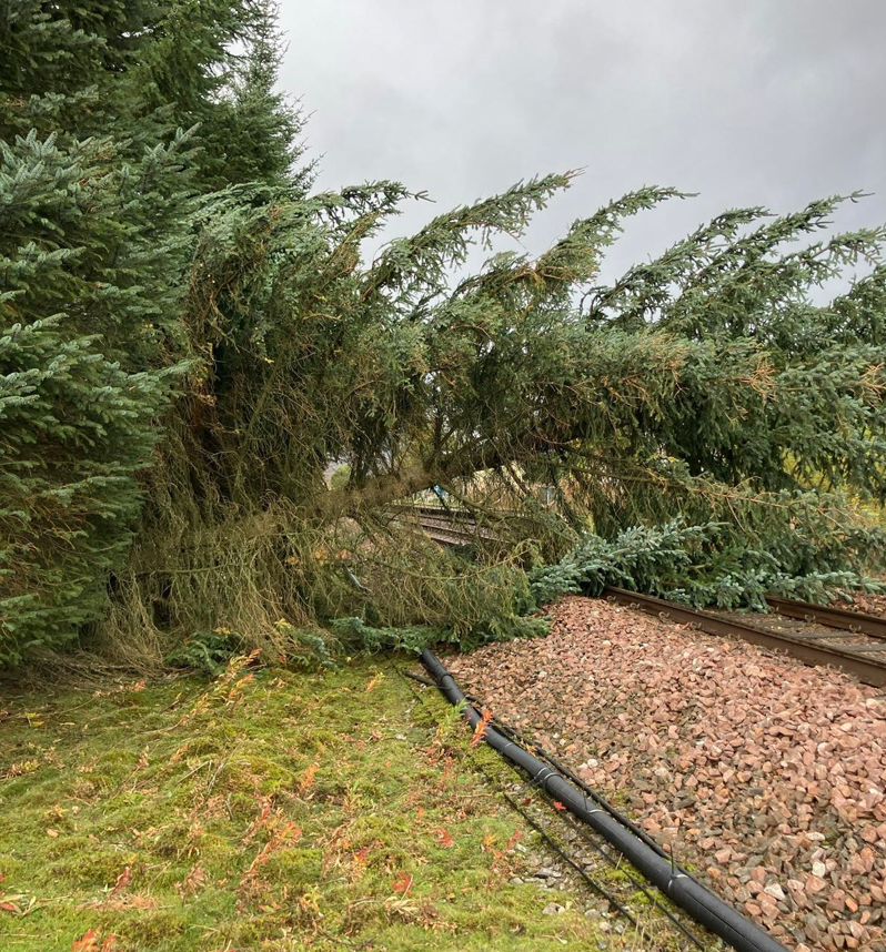 Tree down at Pitlochry 1