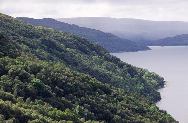 More than £500K announced for natural capital projects: Mixed woodland at Glencripesdale.©Lorne Gill/NatureScot