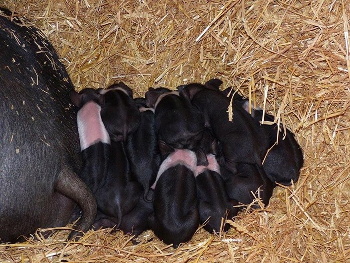 Home Farms' new arrivals: Home Farm at Temple Newsam has welcomed some new arrivals while the site is closed to the public.