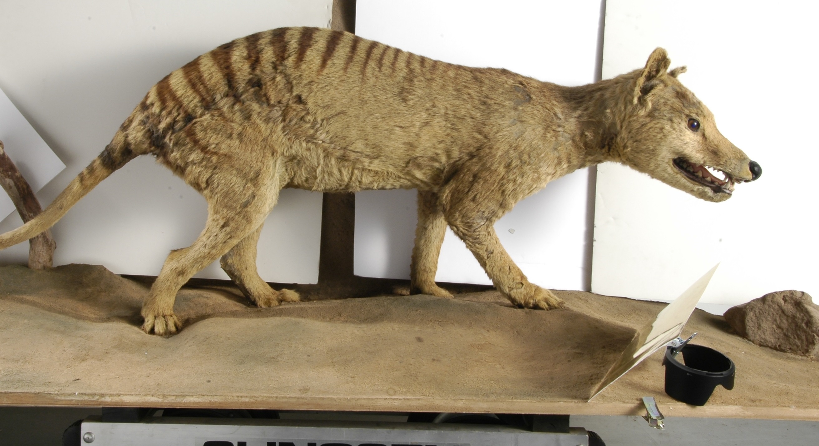 Thylacine - The Australian Museum