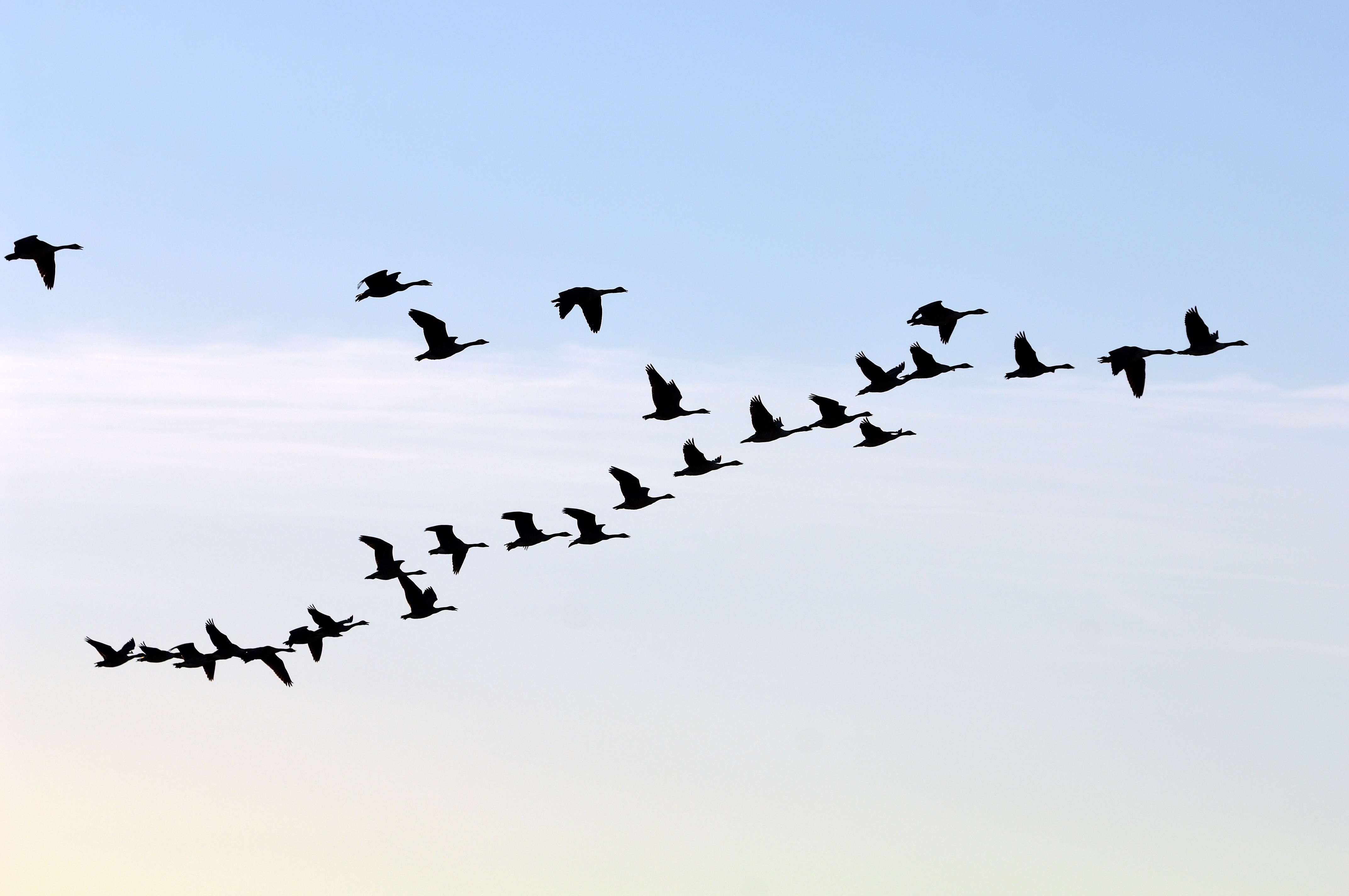 About those geese: Is that a skein or a flock?