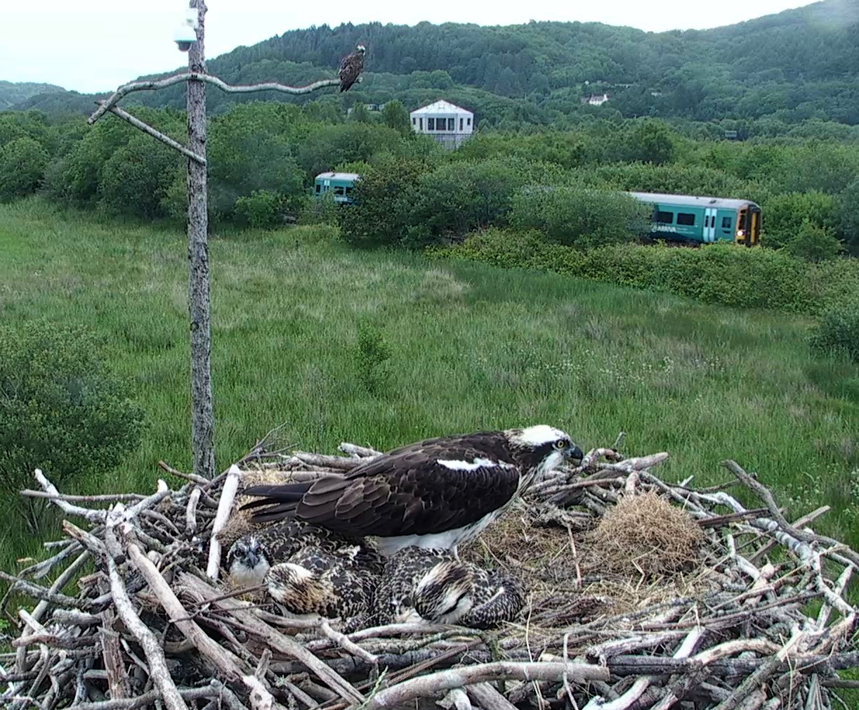 osprey live cam wales