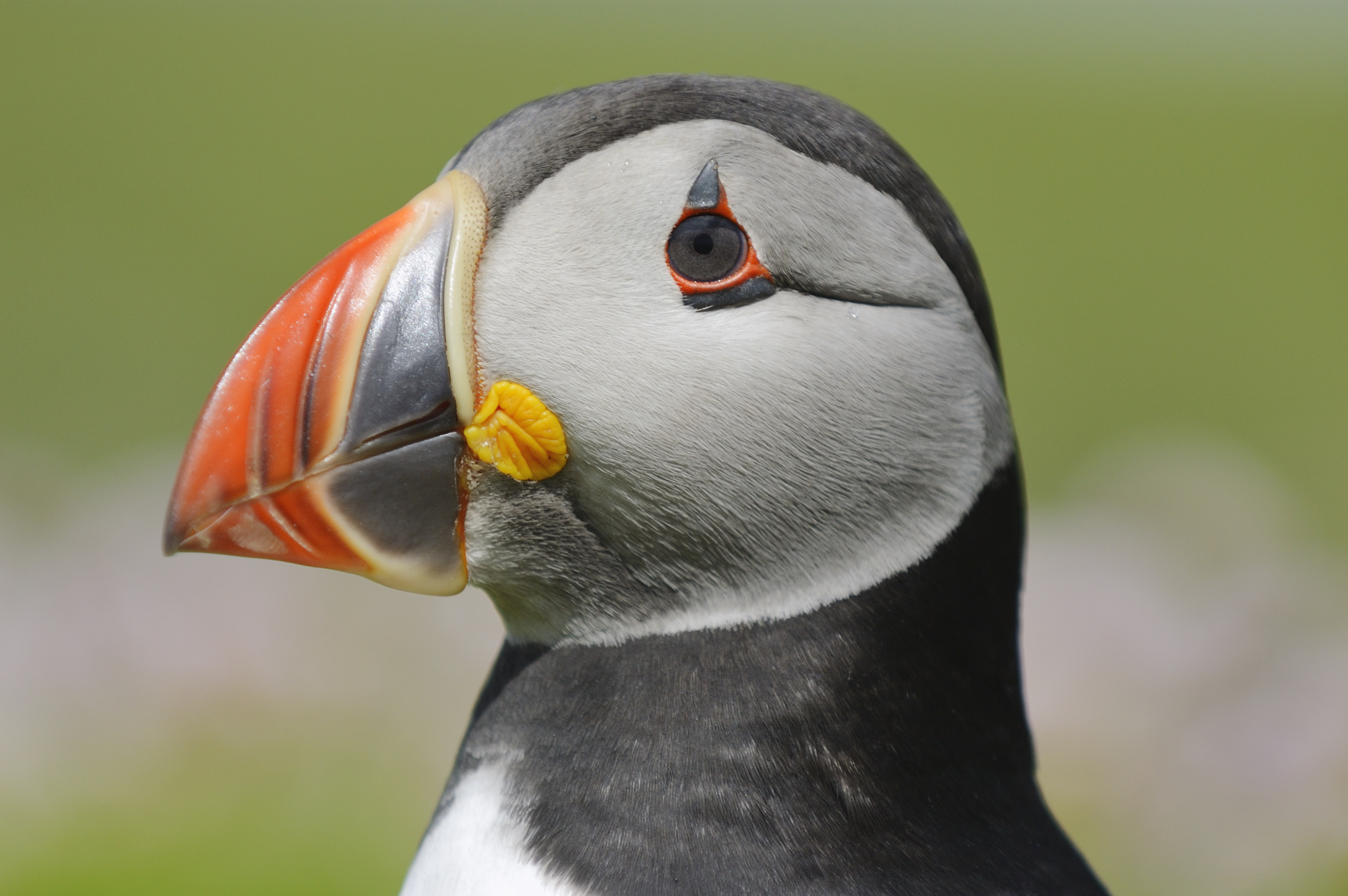 You can go observe the endearing Atlantic puffin, but time may be