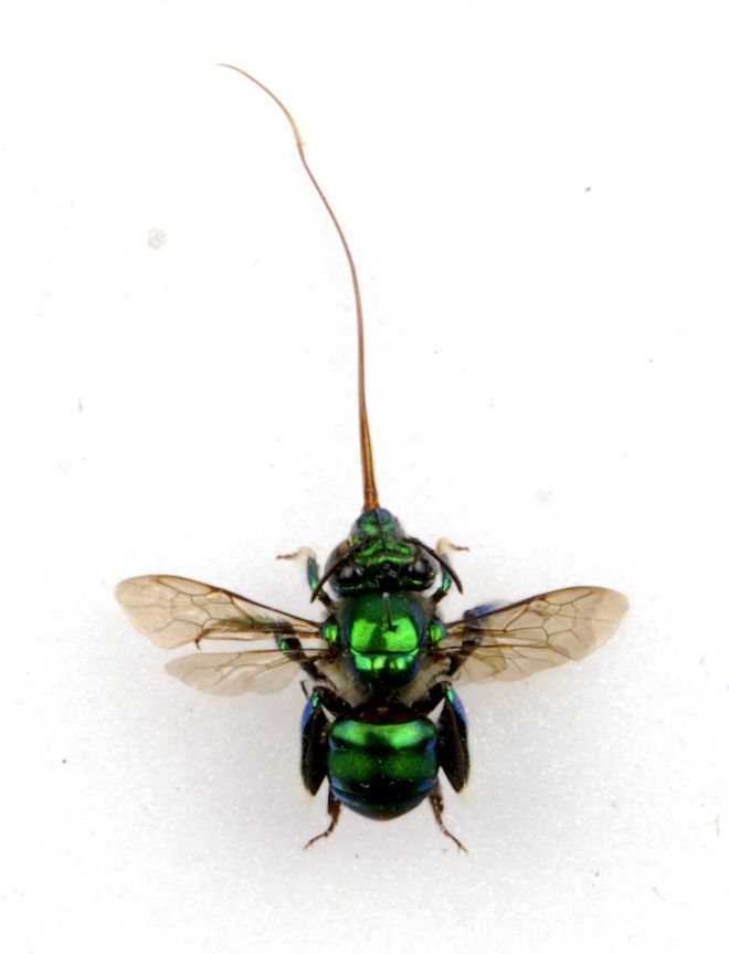 GREEN ORCHID BEE (Euglossa Dilemma) Fort Myers, Florida, Introduced Species  Stock Photo Alamy