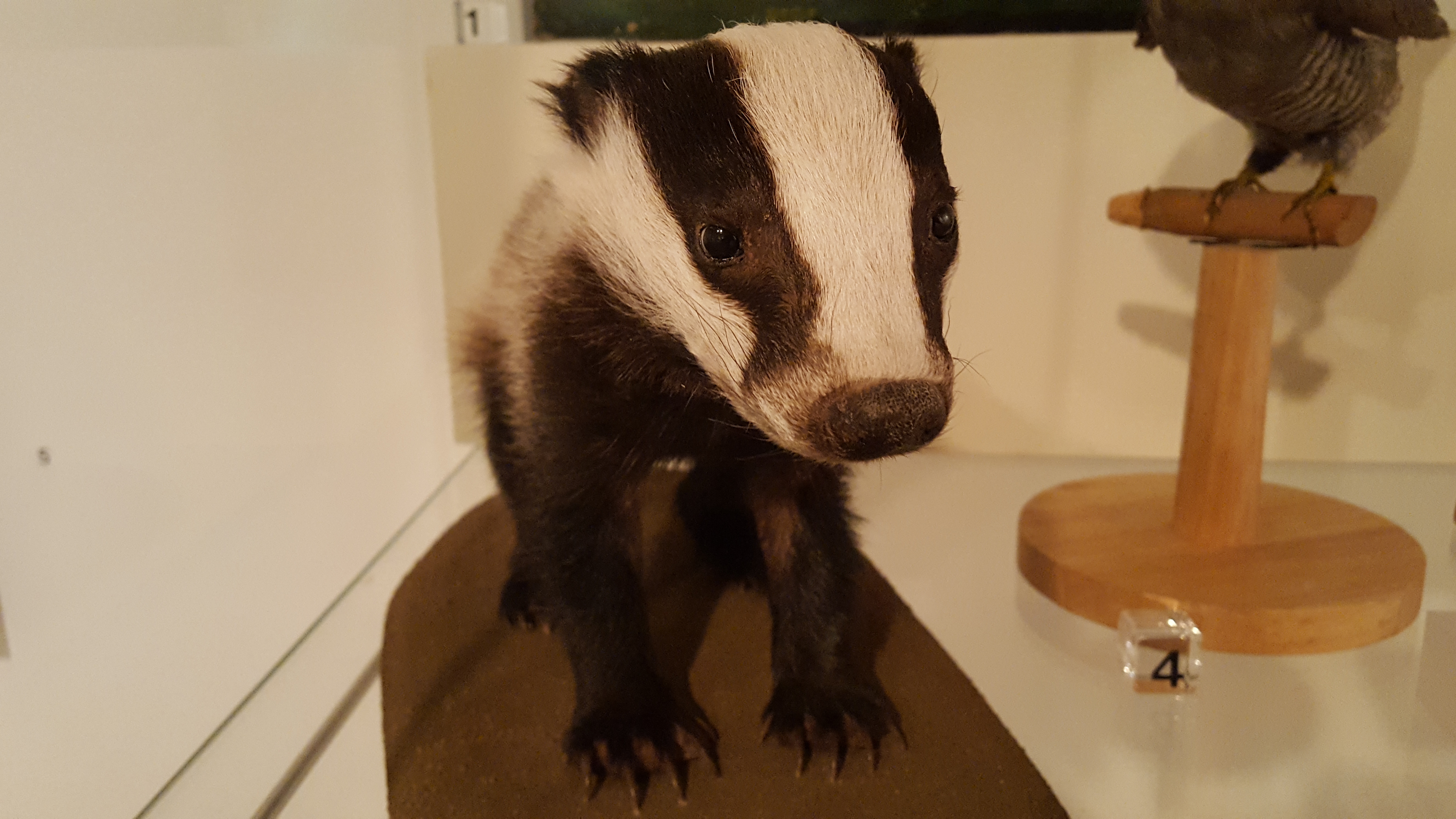 baby badger