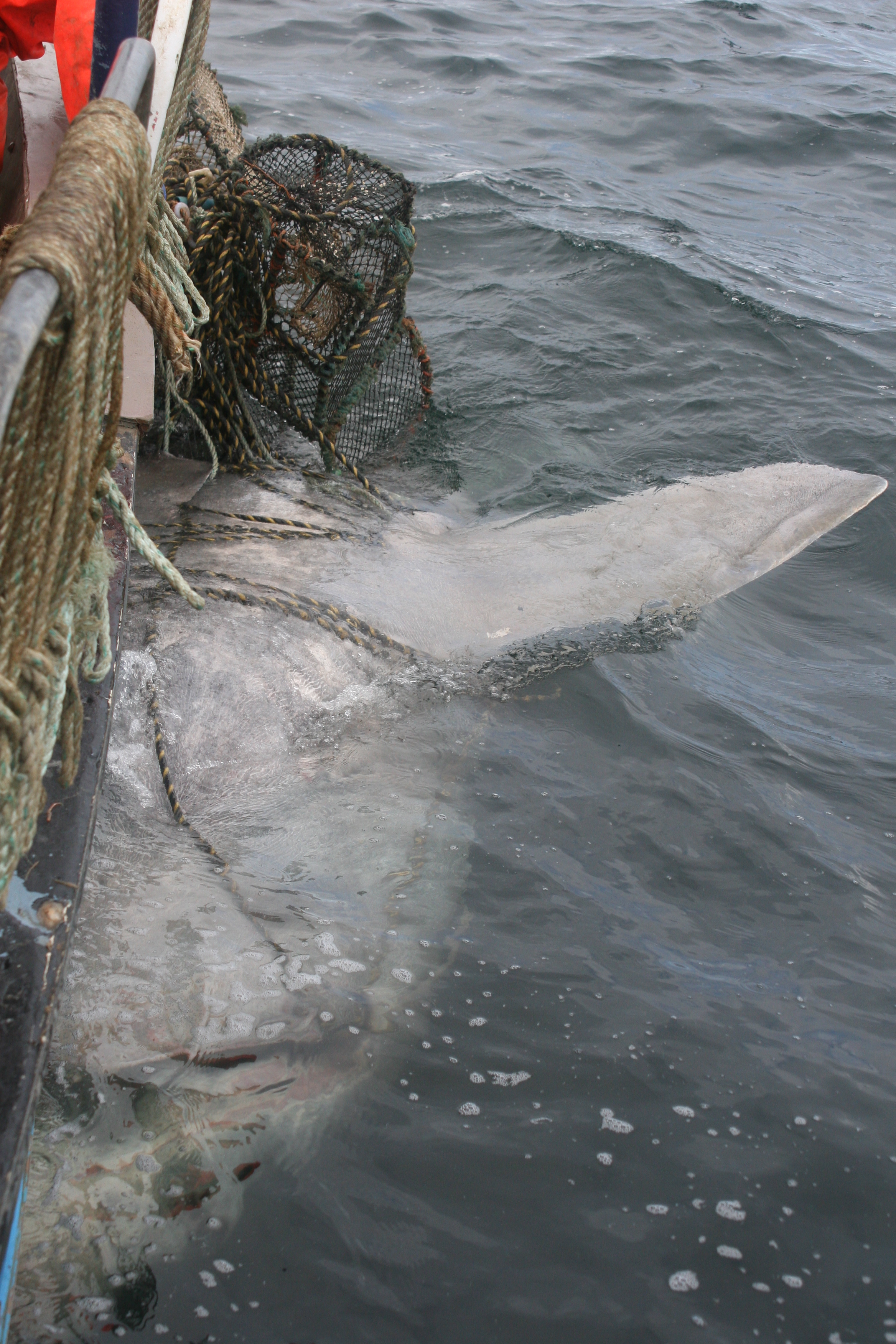 Ground-breaking Scottish project to reduce marine animal entanglement in  creel fishing gear