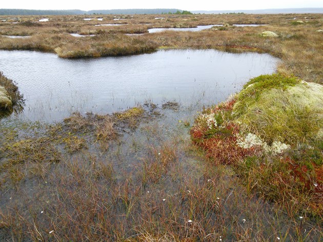 Public Consultation for Caithness and Sutherland Peatlands Set to Open: Strathmore Peatlands SSSI - Open ground