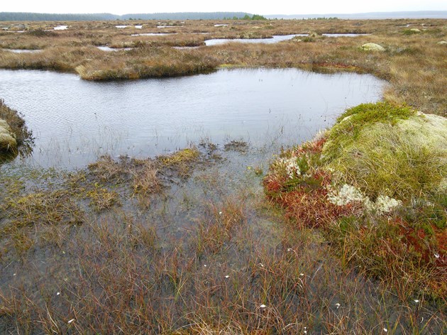 Strathmore Peatlands SSSI - Open ground