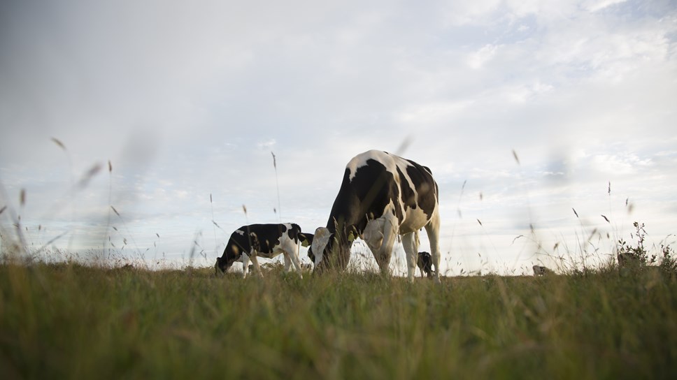 Cows on grass