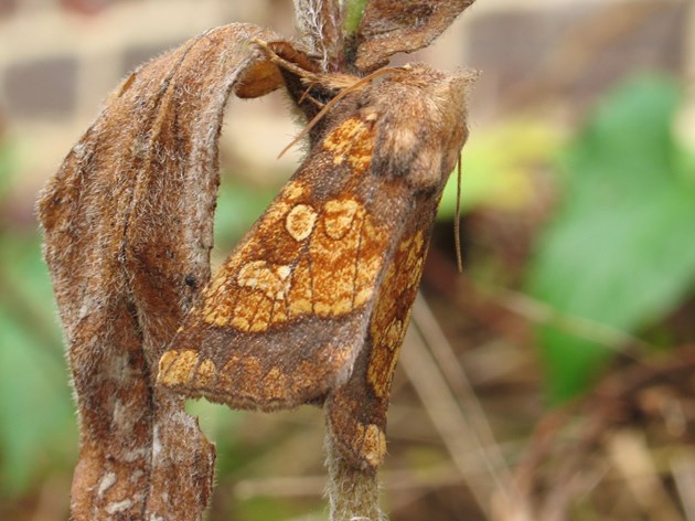 Moth numbers decline by 46%: Frosted Orange ©Mark Parsons