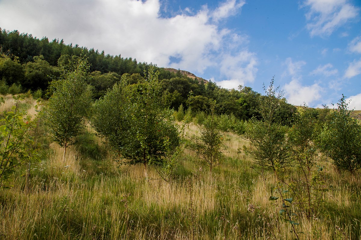 Woodland Creation, Derek Morgan, Llangurig, Llanidloes-46