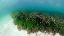 A shallow seagrass  bed in the Sound of Barra ©Ben James-NatureScot - Free use with credit: A shallow seagrass  bed in the Sound of Barra ©Ben James-NatureScot - Free use with credit