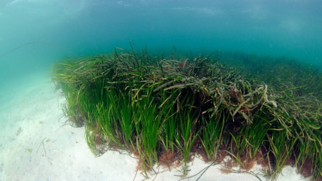 Scotland’s most ambitious seagrass planting scheme starts today: A shallow seagrass  bed in the Sound of Barra ©Ben James-NatureScot - Free use with credit