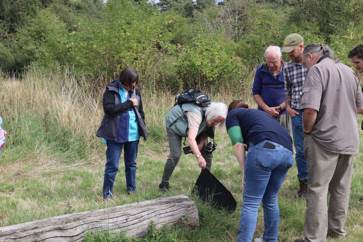 Wild Oxfordshire reptile survey 3